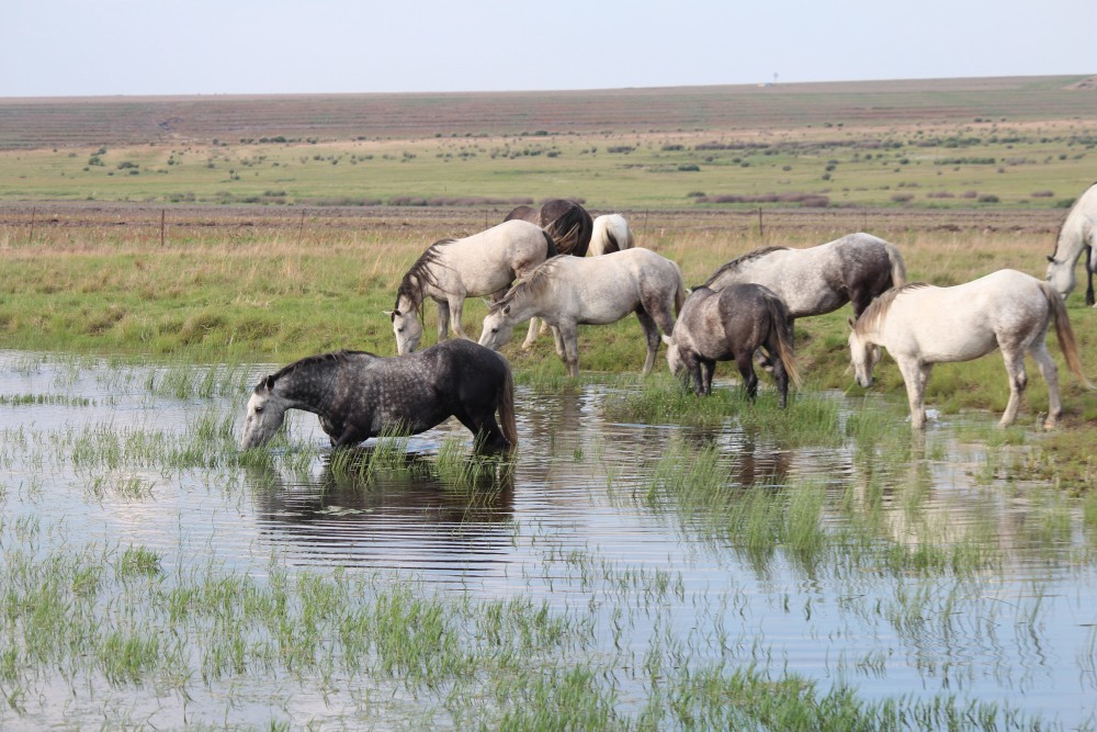 Pure bred percheron sport horses017.jpg